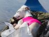 Whippet Kiwi