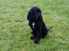 Cocker spaniel Cato
