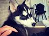 Siberian husky Cody