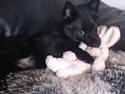 Schipperke Røndesminde's Xander(bølle)