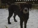 Riesenschnauzer Sif