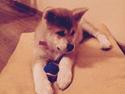 Akita inu Sky