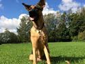 Schæferhund Electus Qvana (Molly)
