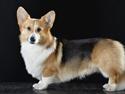 Welsh corgi pembroke Dideriksen´s Egon Olsen