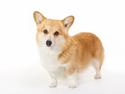 Welsh corgi pembroke Rehder´s Tanya