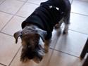 Dvaergschnauzer Præstekjær's Enjoyable Kazar