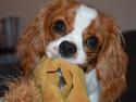 Cavalier king charles spaniel Mille <3