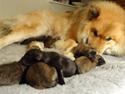 Eurasier Akema