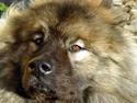 Eurasier Aiko