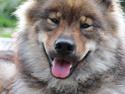 Eurasier A'ida