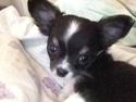 Chihuahua Maggie Boo