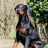 Dobermann Proud Danish Eye of Shiva