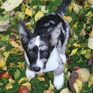 Welsh corgi cardigan Smarties Marcos (Krop-og-Poter)