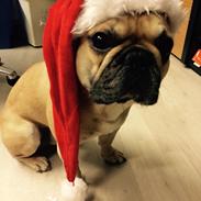 Fransk bulldog Mardoc