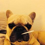 Fransk bulldog Mardoc
