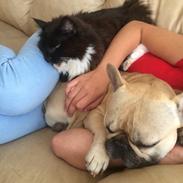 Fransk bulldog Mardoc