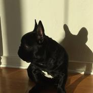 Fransk bulldog Mille