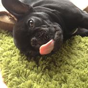 Fransk bulldog Mille