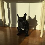 Fransk bulldog Mille