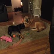 Fransk bulldog Mille