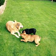 Fransk bulldog Mille