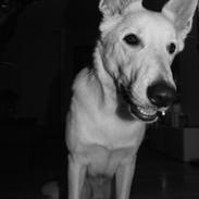 Hvid Schweizisk Hyrdehund BeDaBlanco Extoic Elohim "Cosmo"