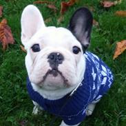 Fransk bulldog Eddie