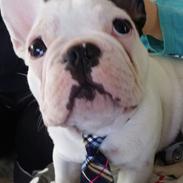 Fransk bulldog Eddie