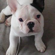 Fransk bulldog Eddie