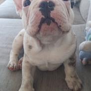 Fransk bulldog Eddie