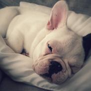 Fransk bulldog Eddie