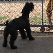 Blanding af racer Dukdik