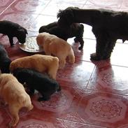 Blanding af racer Dukdik