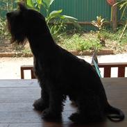 Blanding af racer Dukdik