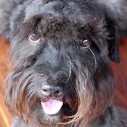 Blanding af racer Dukdik