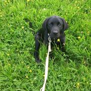 Labrador retriever Frodo (min skat)