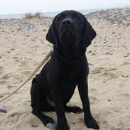 Labrador retriever Frodo (min skat)