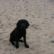 Labrador retriever Frodo (min skat)