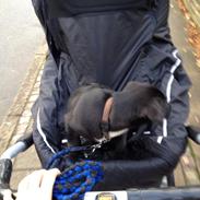 Blanding af racer Nala