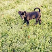 Blanding af racer Nala