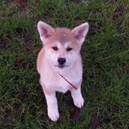 Akita inu Sky