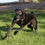 Weimaraner Chino