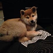 Shiba Kala
