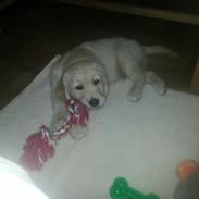 Golden retriever Simba