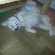 Golden retriever Simba