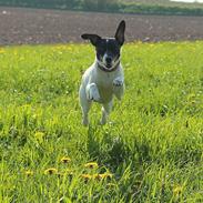 Glathåret foxterrier Coco Kildegaard