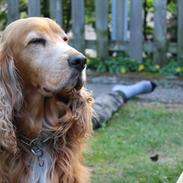 Blanding af racer Sofus