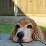 Blanding af racer Sofus