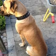 Blanding af racer Putin