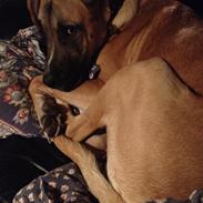 Blanding af racer Putin